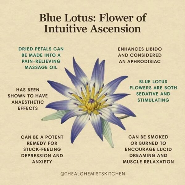 Authentic Egyptian Blue Lotus Nymphaea caerulea Natural Lake - Image 2