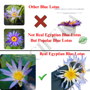 Blue Lotus Flowers | Nymphaea caerulea | Highest Quality