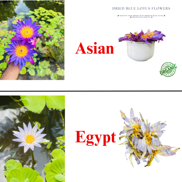 Authentic Egyptian Blue Lotus Nymphaea caerulea Natural Lake