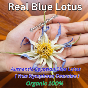 Blue Lotus Flowers | Nymphaea caerulea | Highest Quality