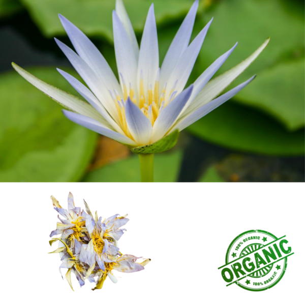Authentic Egyptian Blue Lotus Nymphaea caerulea Natural Lake - Image 4