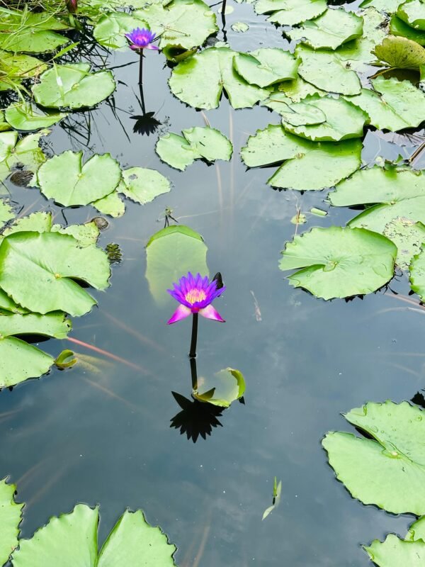 Premium Organic Blue Lotus Dried Flowers for Luxurious Wellness - Image 3