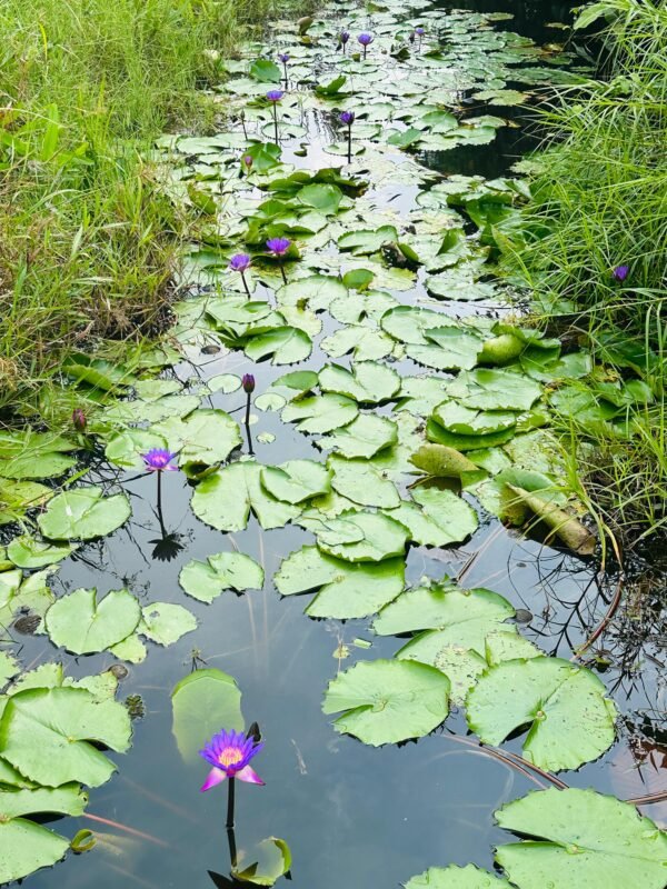 Premium Organic Blue Lotus Dried Flowers for Luxurious Wellness - Image 4