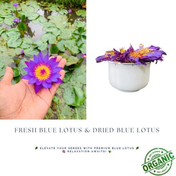 Premium Organic Blue Lotus Dried Flowers for Luxurious Wellness