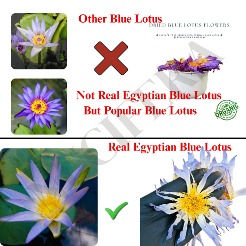 How to Identify an Authentic Egyptian Blue Lotus Flower